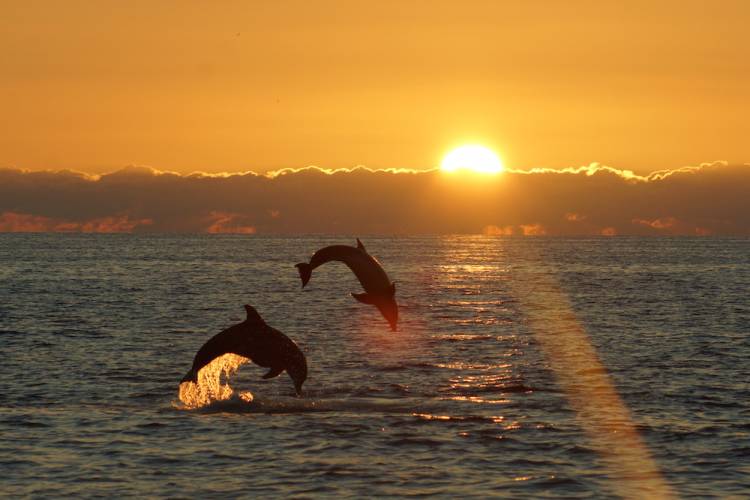 dolphins at sunset