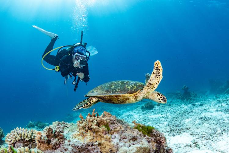 diving, snorkeling, seaturtle dive