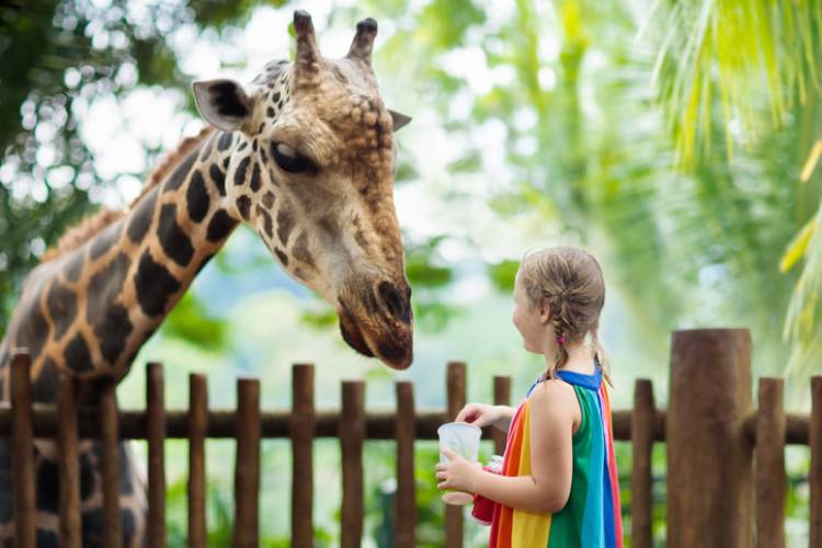 A little girl feeds a giraffe