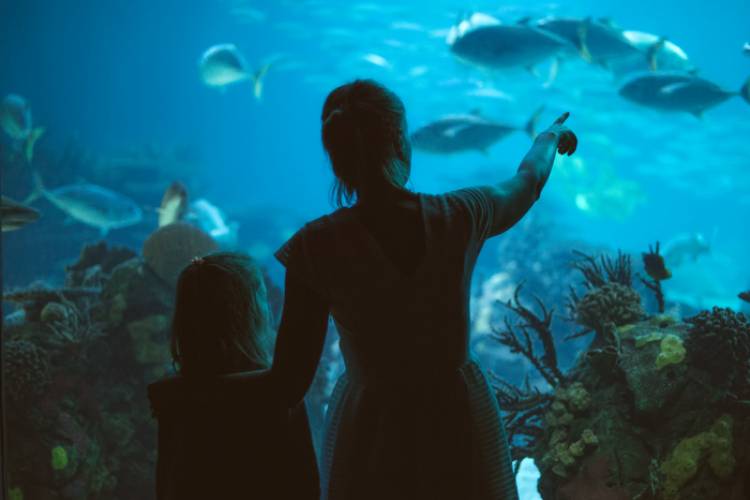 A mother and daughter admire the aquarium